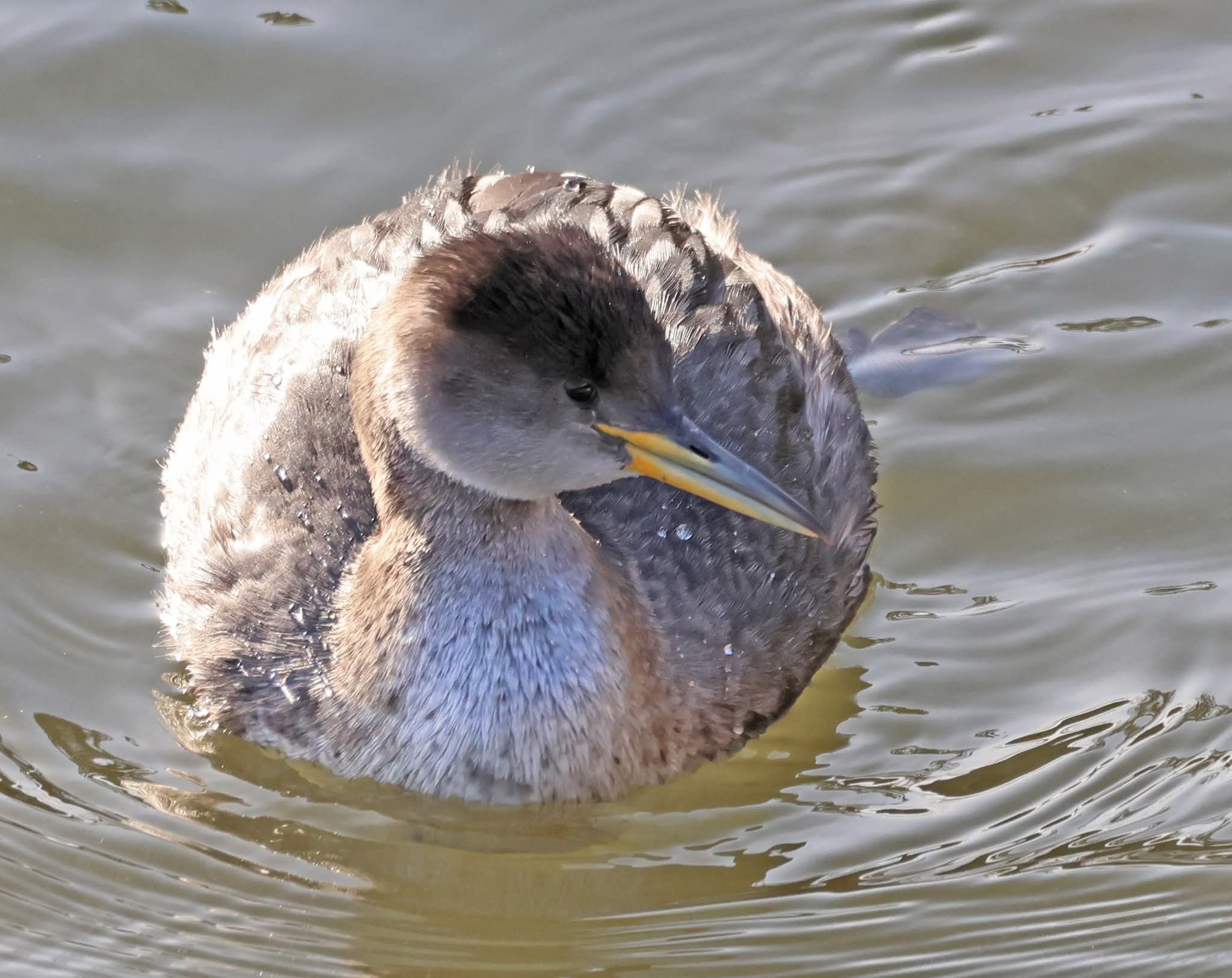 RNGR MacMillan LM #2