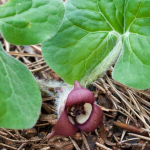 Wild Ginger