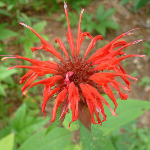 Bee Balm