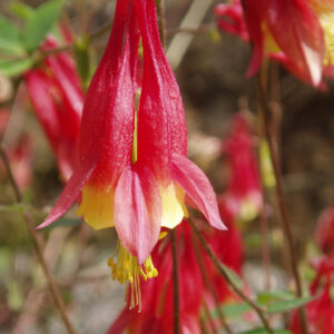 Eastern Columbine