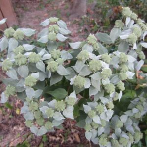 Mountain mint