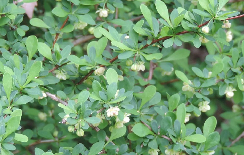 Japanese barberry
