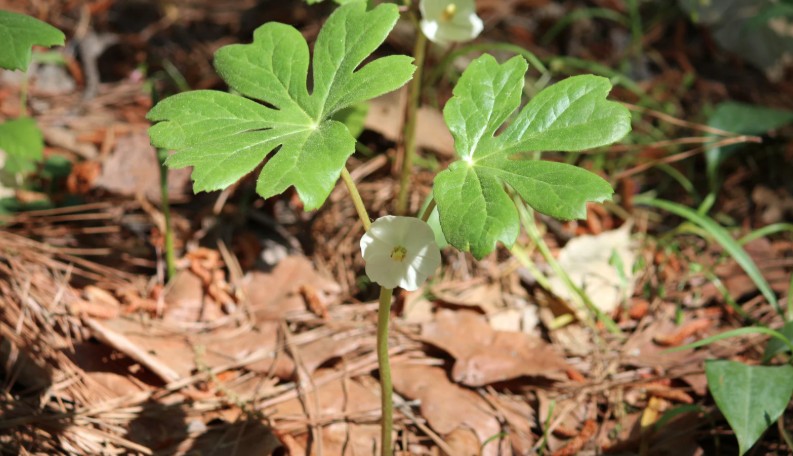 Mayapple