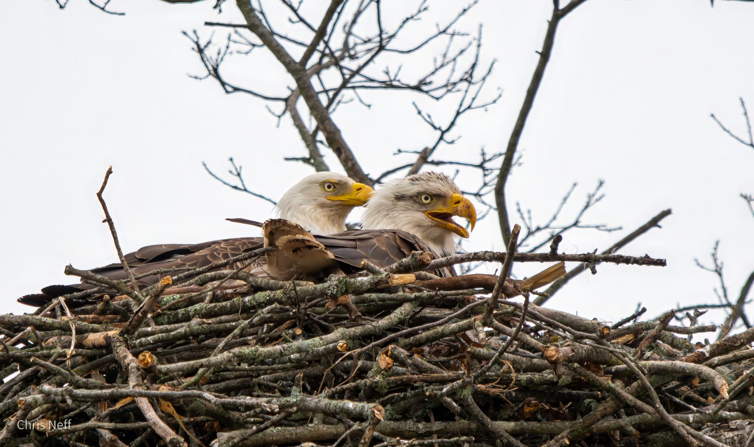 Nesting Bald Eagles - CNEFF