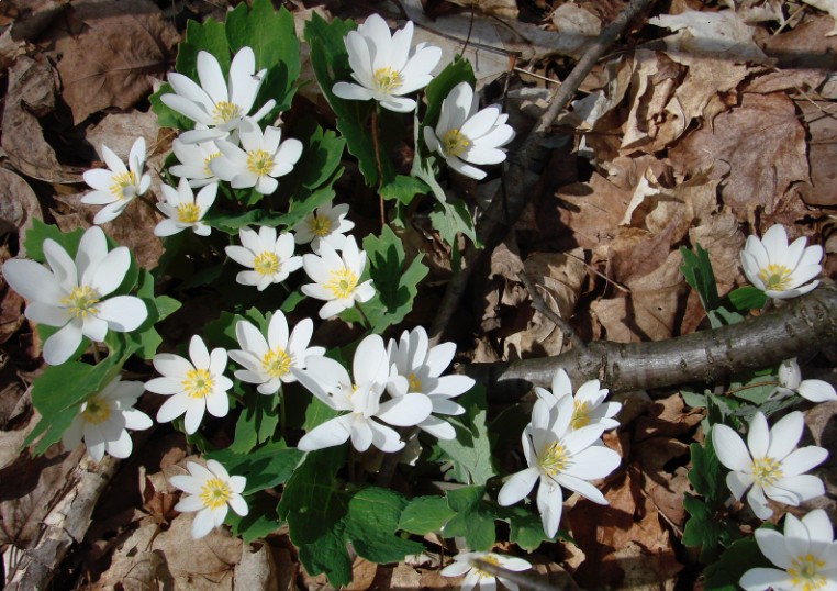 bloodroot