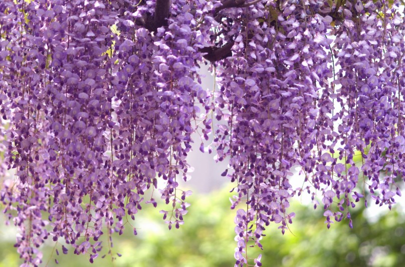 chinese wisteria