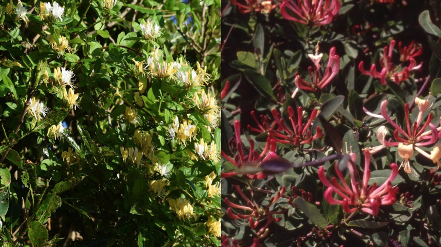 honey suckly woodbine