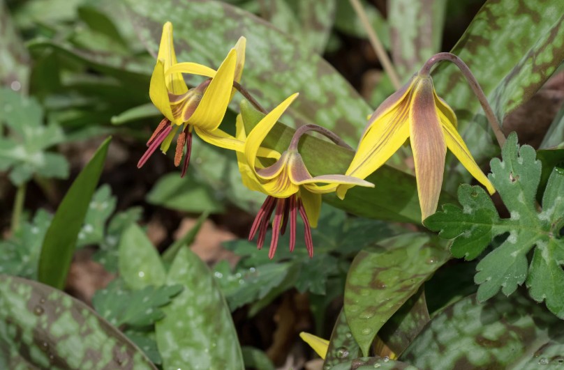 trout lily