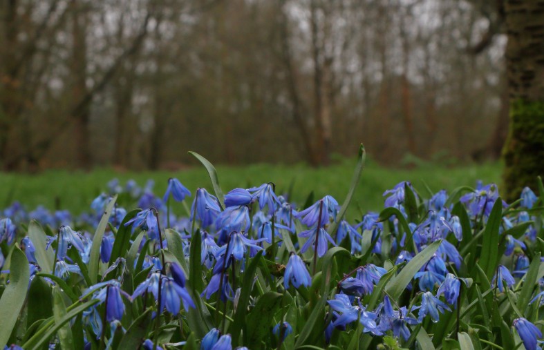 virginia bluebells