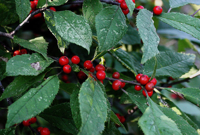 winterberry holly