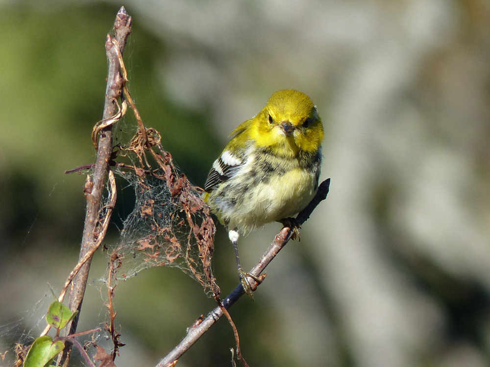 Black-throated_Green_Warbler