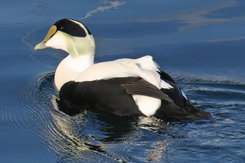 Common_EiderIMG_0712