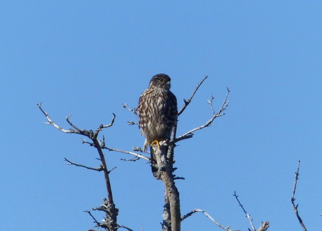 Merlin