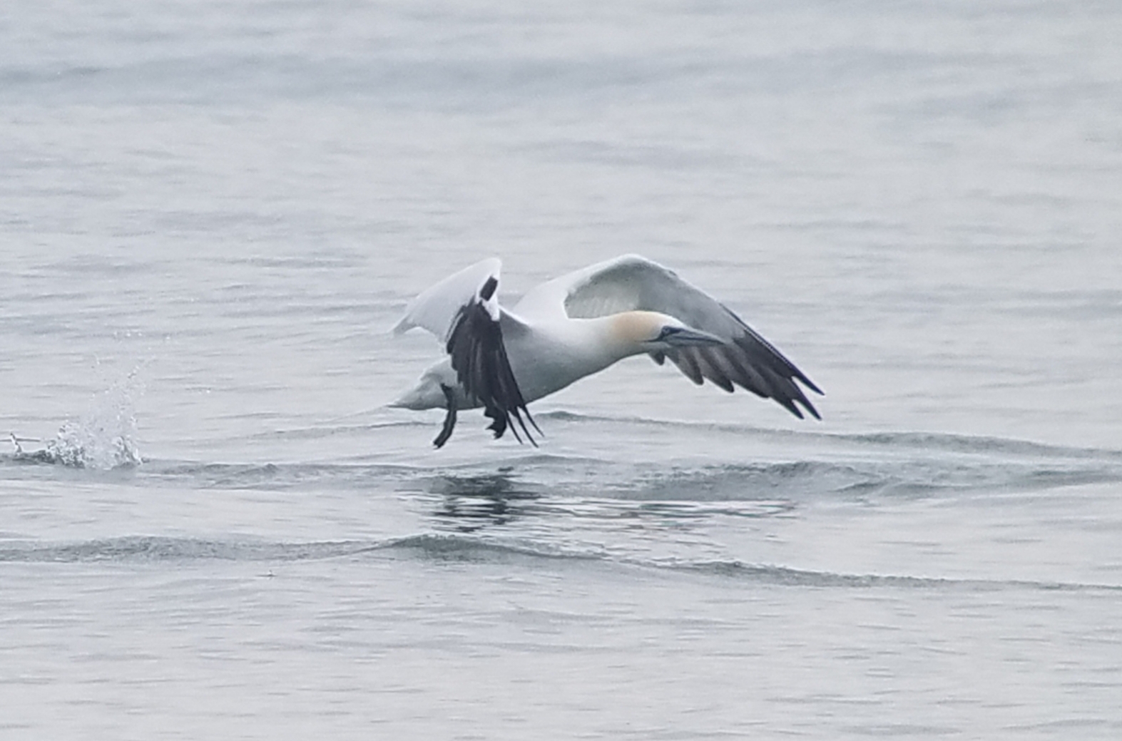 Northern Gannet Cape Hatteras