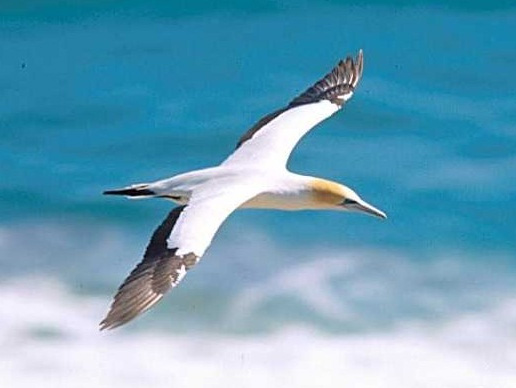 Northern Gannet