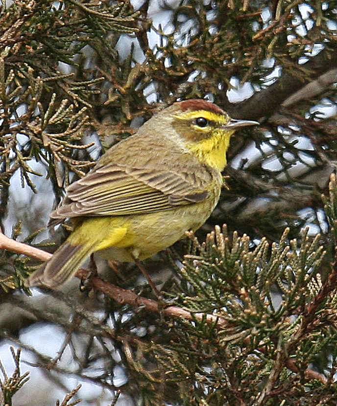 Palm Warbler LJM 2018