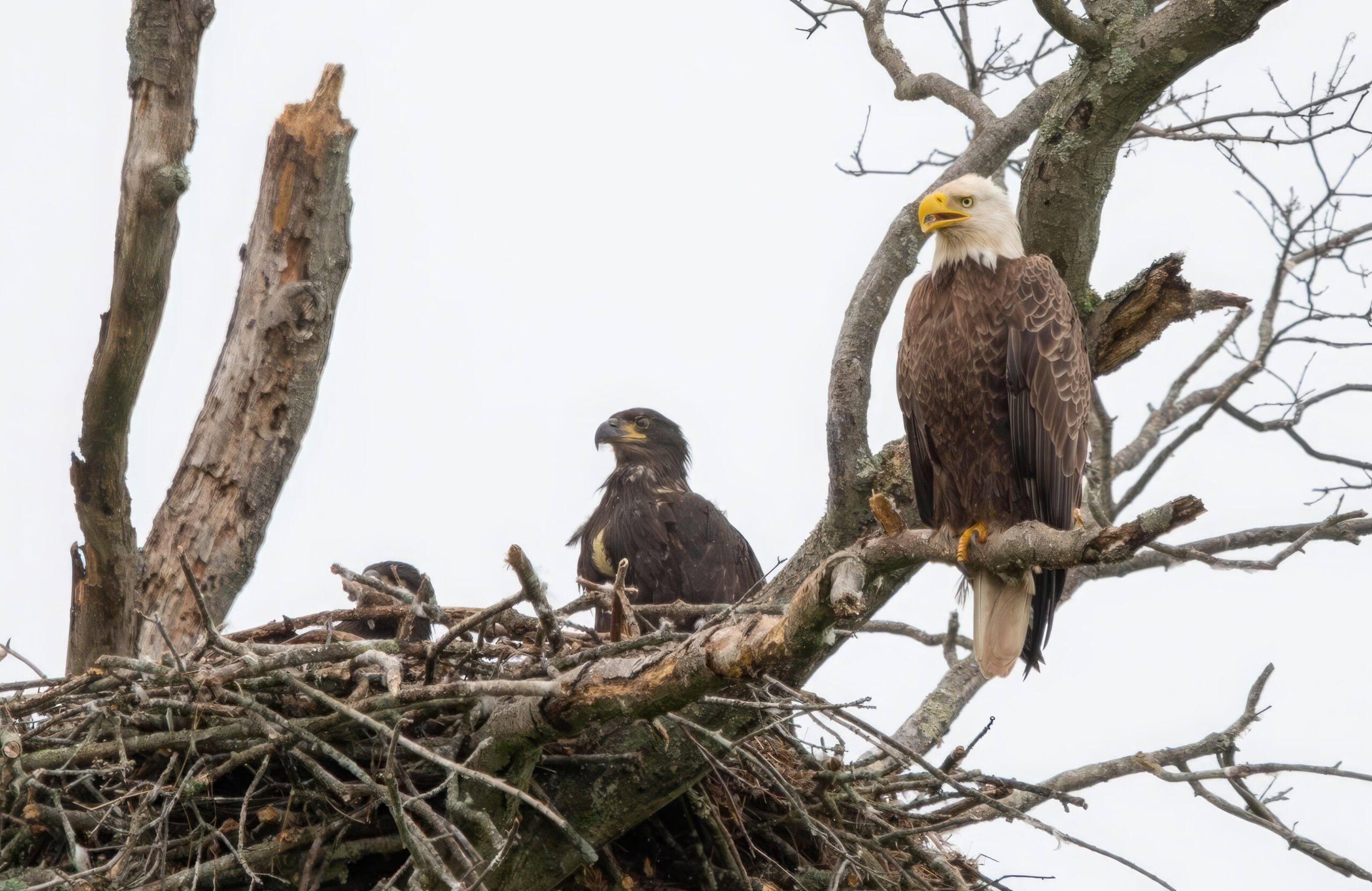 eagle dad-upscale