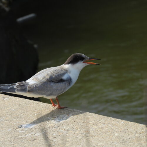 Common Tern begging for food