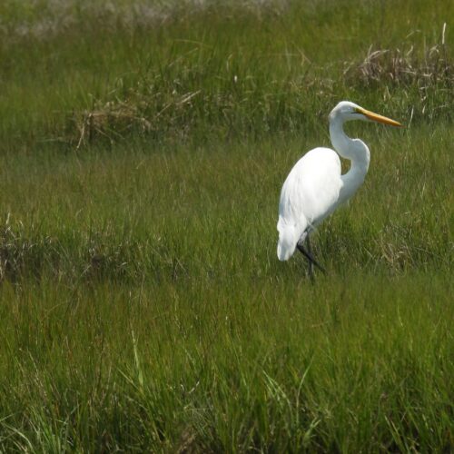 Great Egret