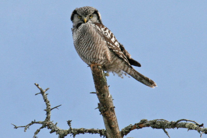 N_HAWK_OWL