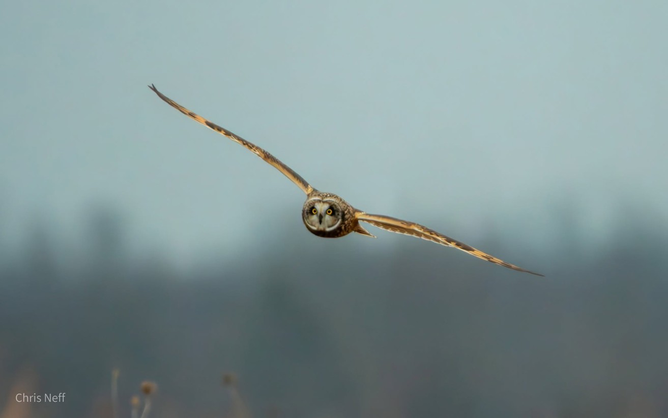 short eared CNEFF