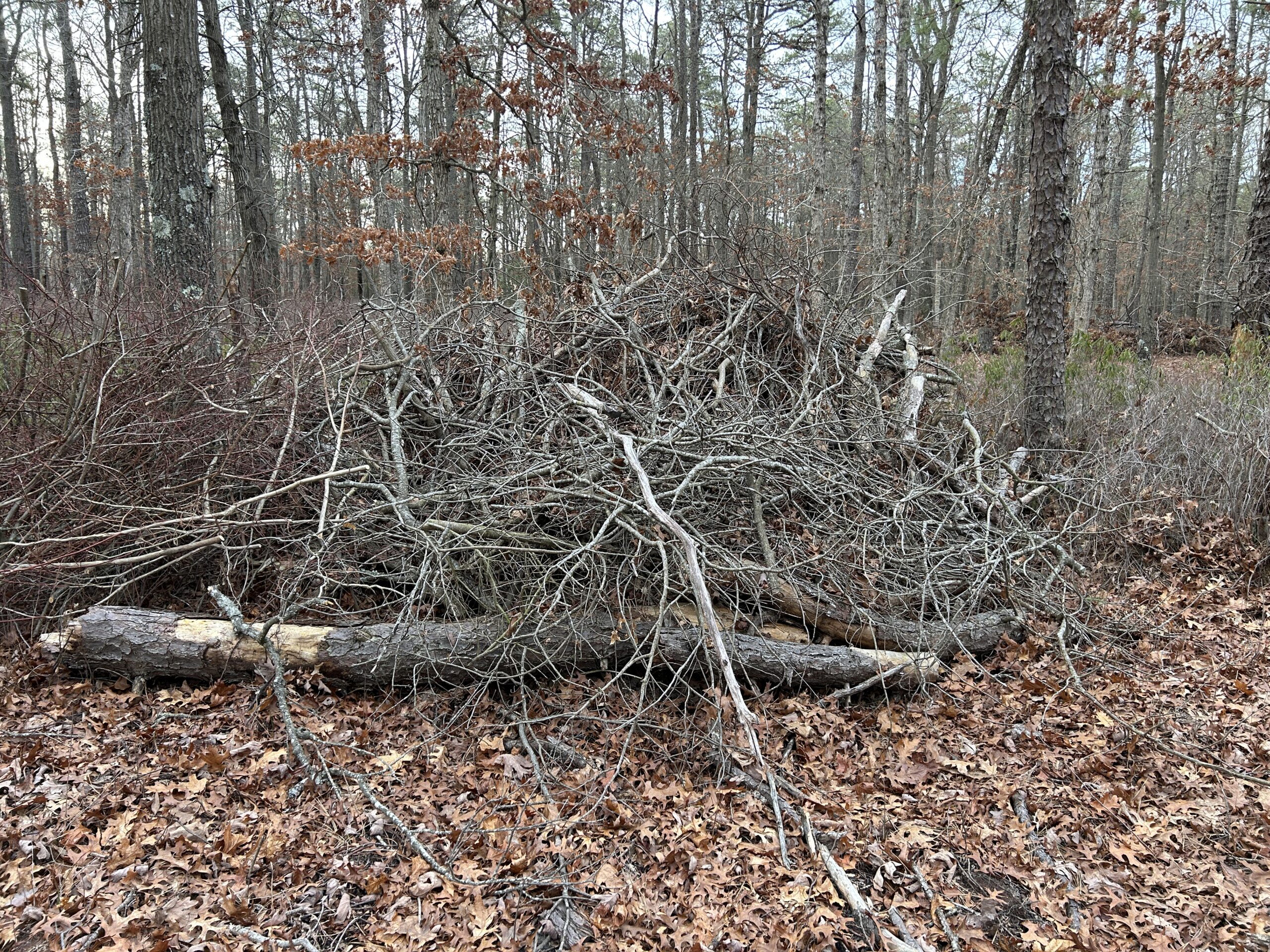 brushpile_McCann_DanielleBara