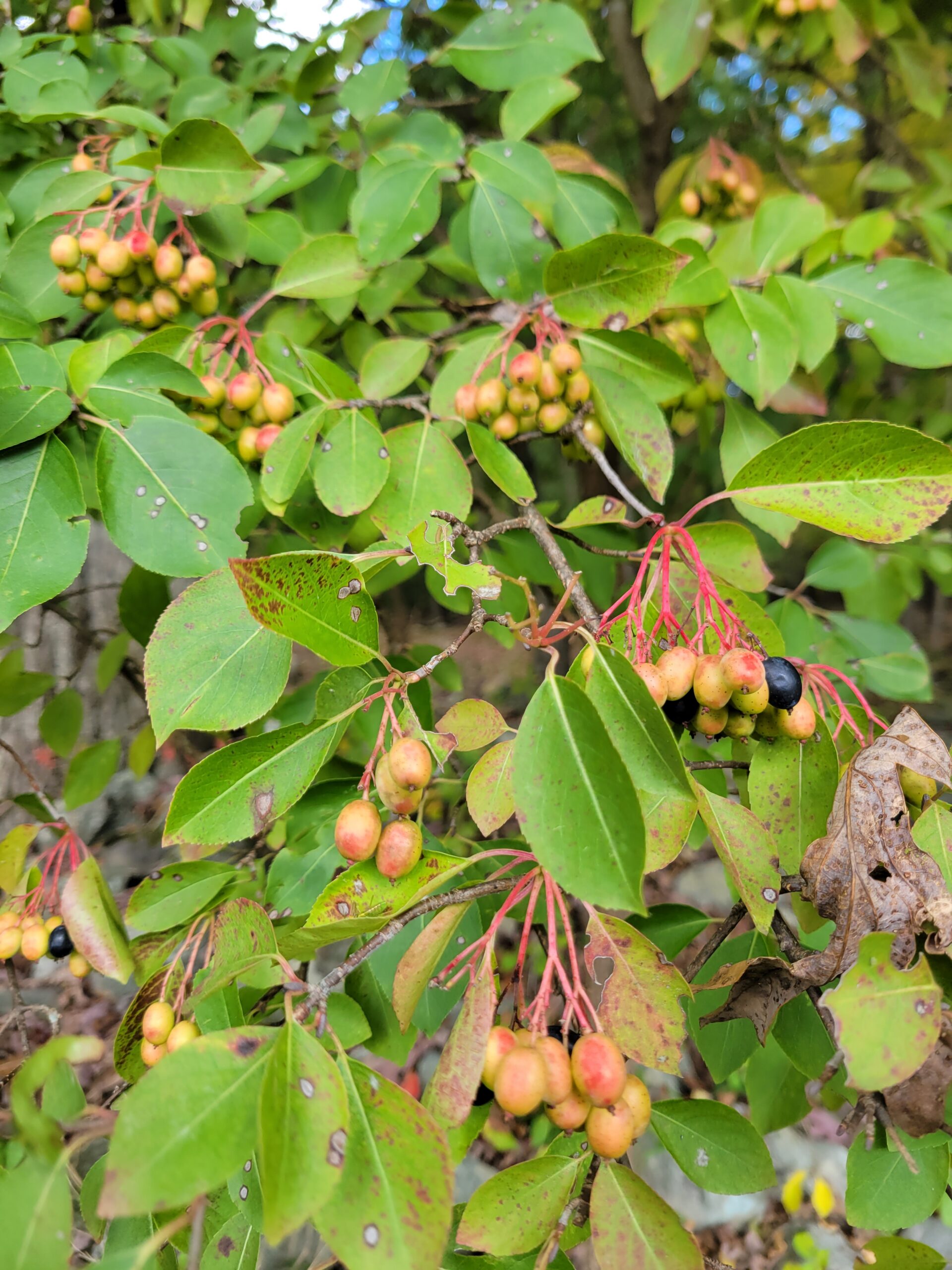 viburnum prunifolium_Vuocolo