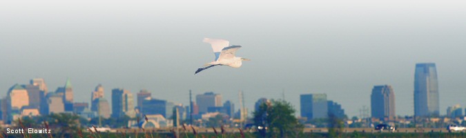 Meadowlands - Egret on the Skyline