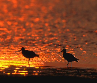 Willets at Sunset Beach