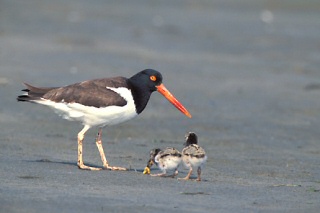 American Oystercatcher with chicks