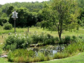 From Spring to late Fall, the CMBO pond is a hotspot for wildlife viewing.