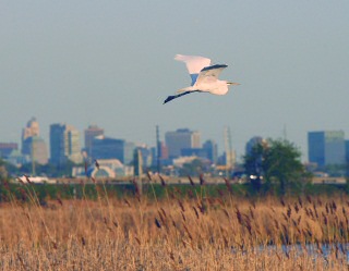 Great Egret over the Marsh